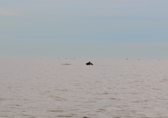 Harbor porpoise in the distance