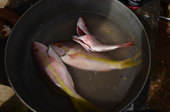 Red Snapper and Yellowtail